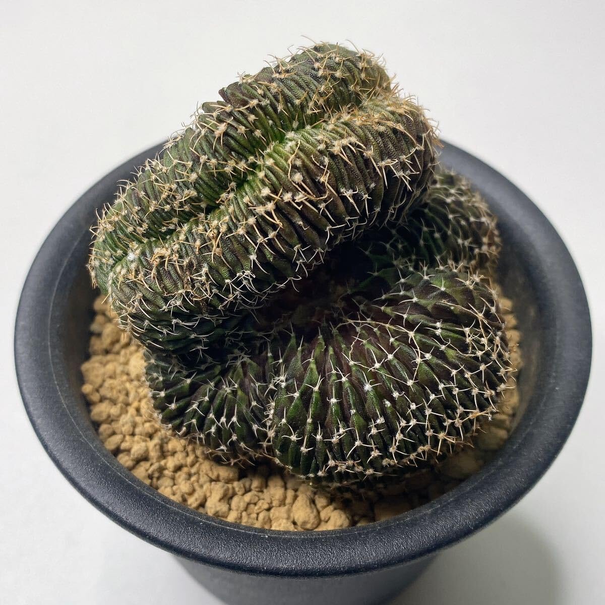 Amazon.co.jp: 多肉植物 サボテン ギムノカリキウムフリードリッヒ